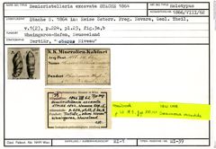 Karteikarte zum Holotyp von Hemicristellaria excavata Stache, 1864